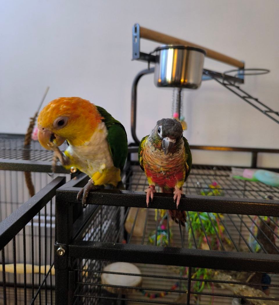 Animalis Chennevieres 1